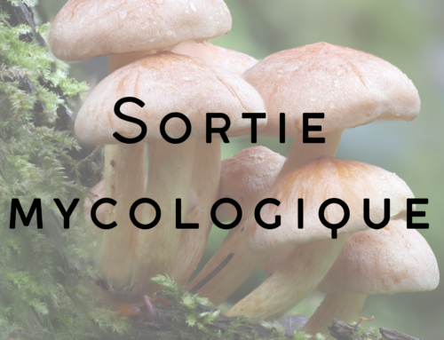 Sortie mycologique