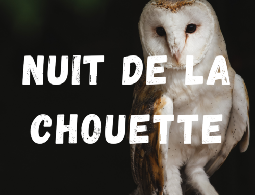 Nuit de la chouette